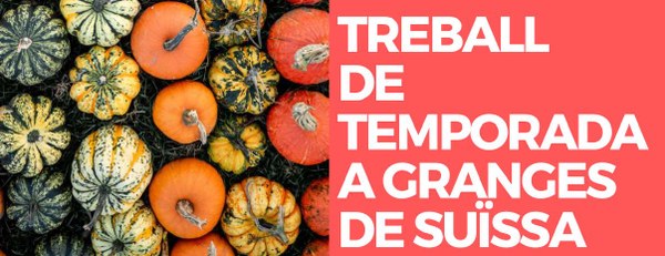 TREBALL DE TEMPORADA A GRANGES DE SUÏSSA